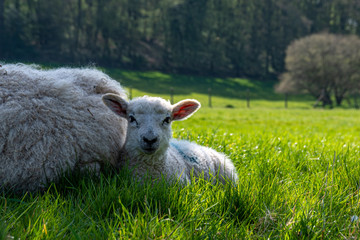 Newborn lambs laying on grass in the shade, hiding from the hot April sunshine