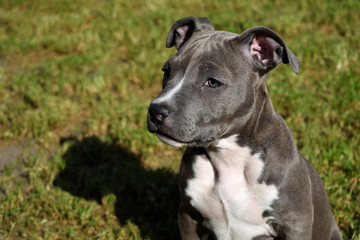 dog american staffordshire terrier pitbull puppy amstaff pet