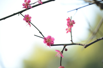 ピンクの梅の花