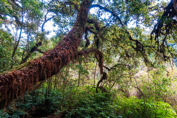 Fototapeta premium Thailand - Doi Inthanon