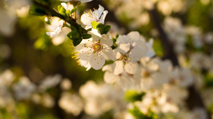 beautiful spoutdoor, flower, leaf, nature, blossom, apple, color, cherry, background, tree, season, white, bloom, spring, flora, garden, sunlight, springtime, sring colors, apple blossoms and cherries
