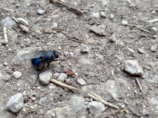 housefly on the ground, fly