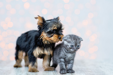 Yorkterrier puppy with a Scottish breed kitten on a light background with lights