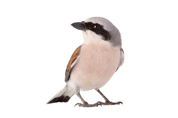 Red-backed Shrike isolated on white background