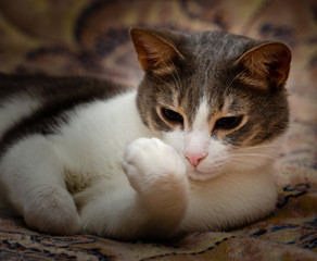 The concept of comfort in the house. The gray-white cat lies on a sofa. Cute beautiful pet.