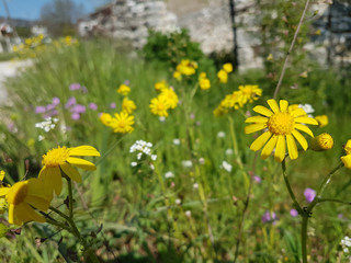 wild flowers in spring season isolated in blue or green background in greece