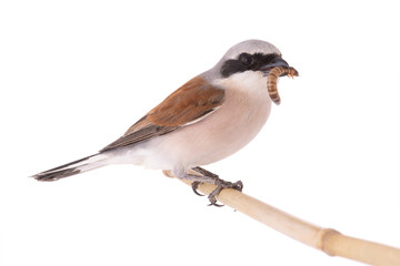 Red-backed Shrike beak contains a flour worm isolated on white