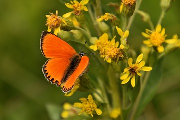 butterfly on yellow flower