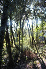 Promenade en fôret. 