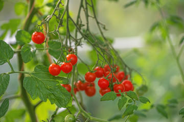 Cherry tomatoes in a small farm garden