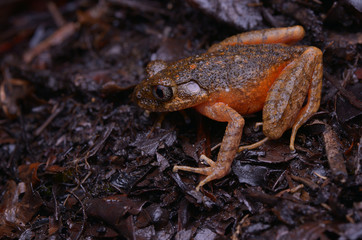 close  up image of a beautiful Kinabalu Slender Litter Frog -  Leptolalax arayai 