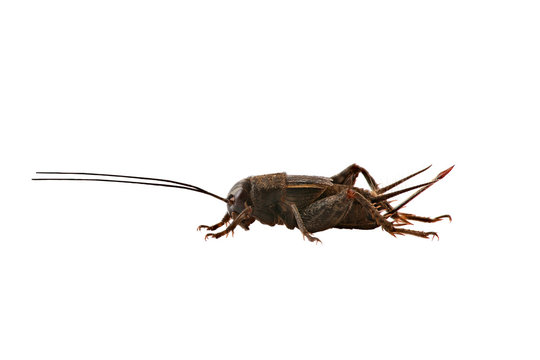 Cricket is isolated on a white background.
