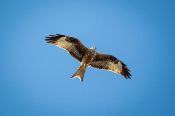 Rotmilan fliegender Greifvogel