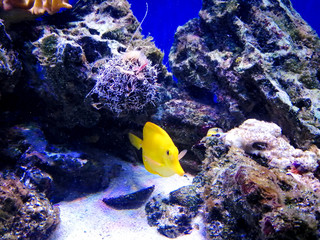 Морские обитатели