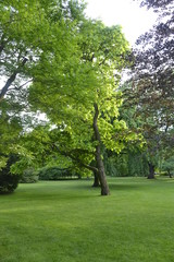 Fototapeta na wymiar green tree in spa park