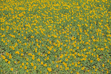 Field of large sunflowers in Southern Spain, on A49 Highway to Palos de la Frontera in the Carte Du Boyageur de La Province de Huelva, Andalucia, Southern Spain