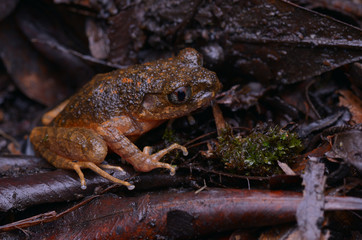 close  up image of a beautiful Kinabalu Slender Litter Frog -  Leptolalax arayai 