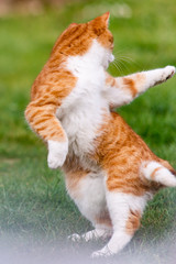 chat chasse