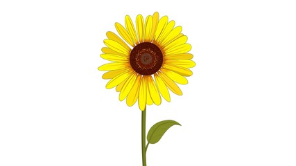 Fototapeta premium sunflower isolated on white