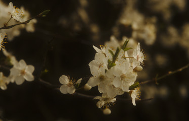 Apple tree blossom close-up in soft light.
