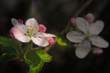 Apple tree blossom close-up in soft light.