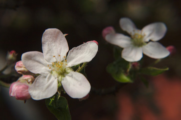 Obraz na płótnie Canvas Apple tree blossom close-up in soft light.