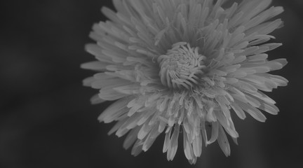 Dandelion in the evening light.