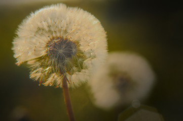 Dandelion in the evening light.