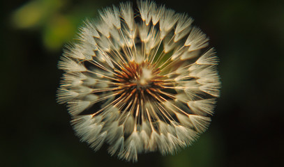 Dandelion in the evening light.