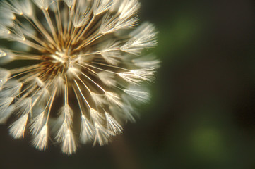 Dandelion in the evening light.