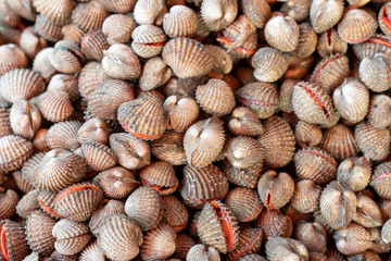 A pile of Fresh Cockle  sold in the fresh market