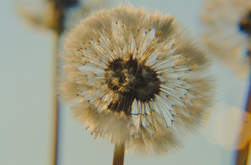 Dandelion in the evening light.