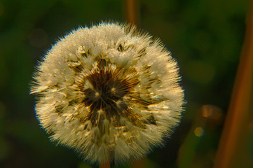 Dandelion in the evening light.