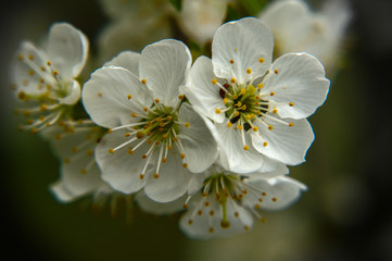 White apple tree blossom close up.