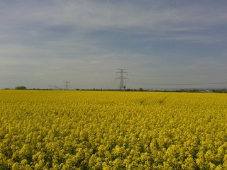 Rapeseed field in spring