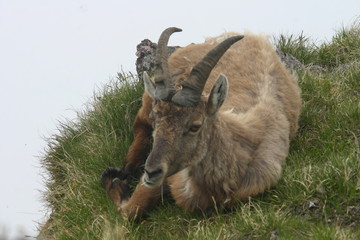 STAMBECCO