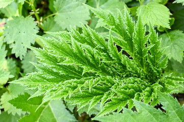 Green fern leaves background