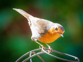 Robin