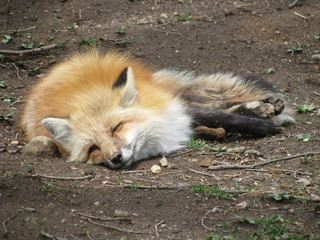 Sleeping fox in Zao Fox Village, Japan