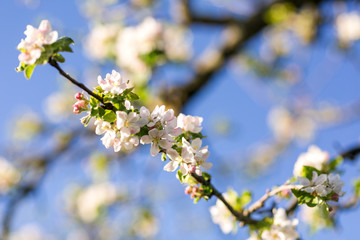 Obraz premium Blühender Zweig am Apfelbaum 