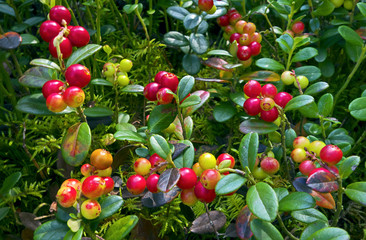 Ripening foxberries in marsh.