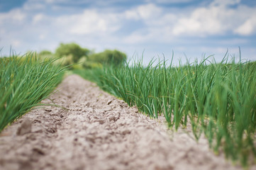 Young onion plants in the field