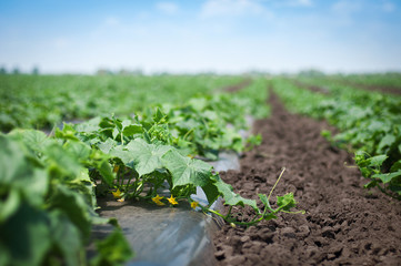 Young green plants of cucumbers with flowers in the field