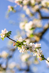 Blühender Zweig am Apfelbaum 
