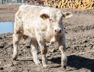 Charolais Kalb in einem abgegrenzten Bereich im Freien