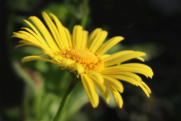 Side on close up image of the beautiful yellow flower of Doronicum orientale 'Magnificum'. A popular spring flowering garden plant.