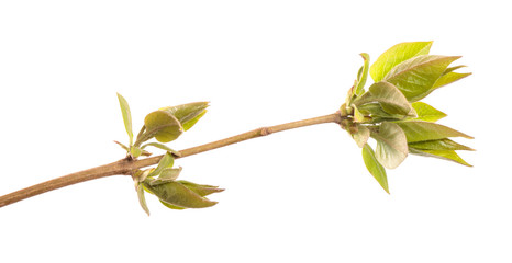 Obraz premium Lilac bush branch with green leaves. isolated on white background