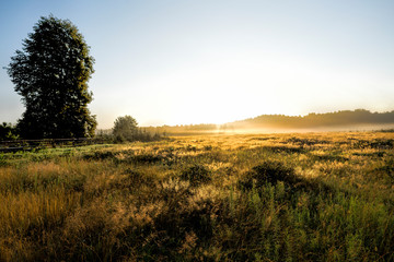 Fototapeta na wymiar Morning view on rural meadow with a tree