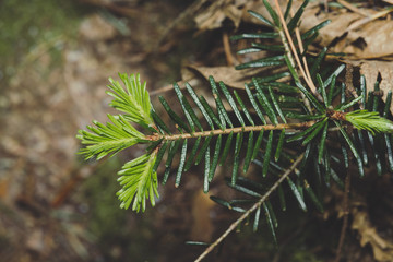 pine tree branches