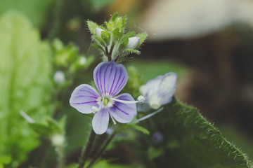 blue and white flowers